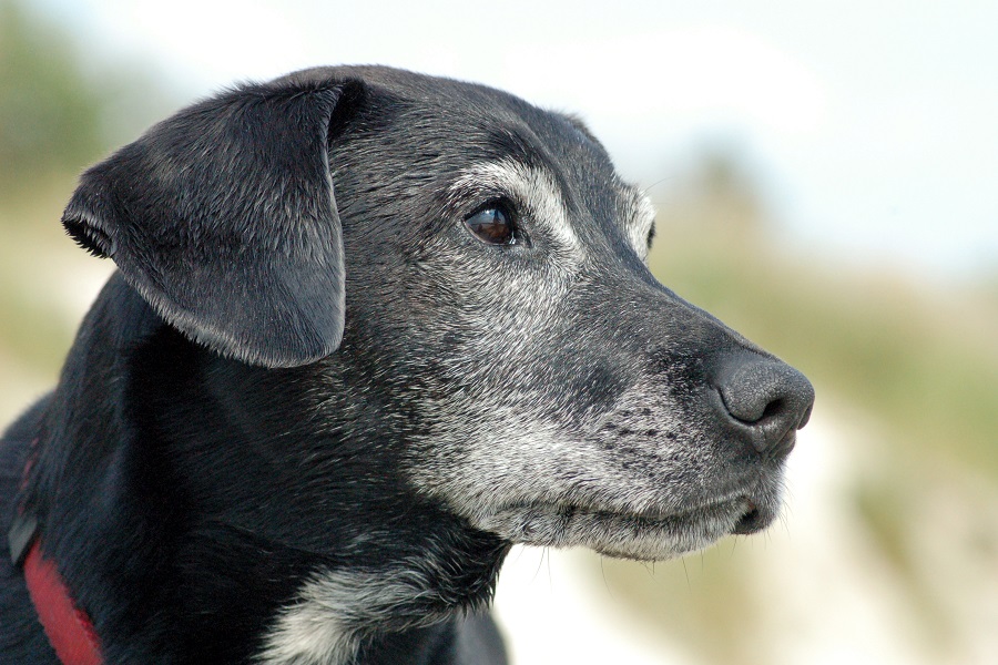 Les signes que votre chien vieillit