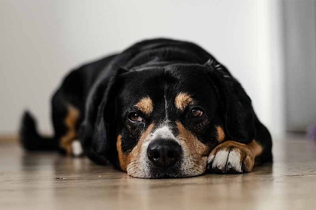 Rafraîchissants pour chien : 5 manières de rafraîchir son chien en été