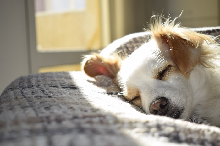 Infection à levures sur le traitement des pattes de chien