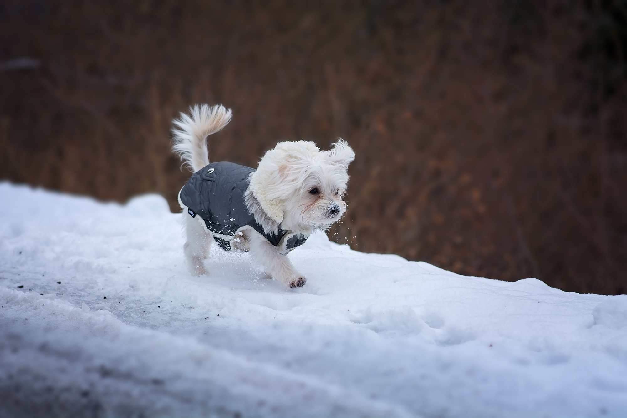 Vêtement pour chien : est-ce vraiment utile ?