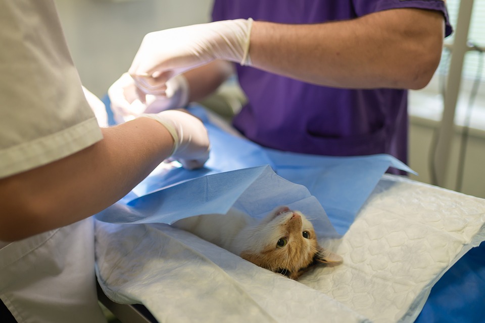 Pourquoi emmener son chaton consulter un vétérinaire ?