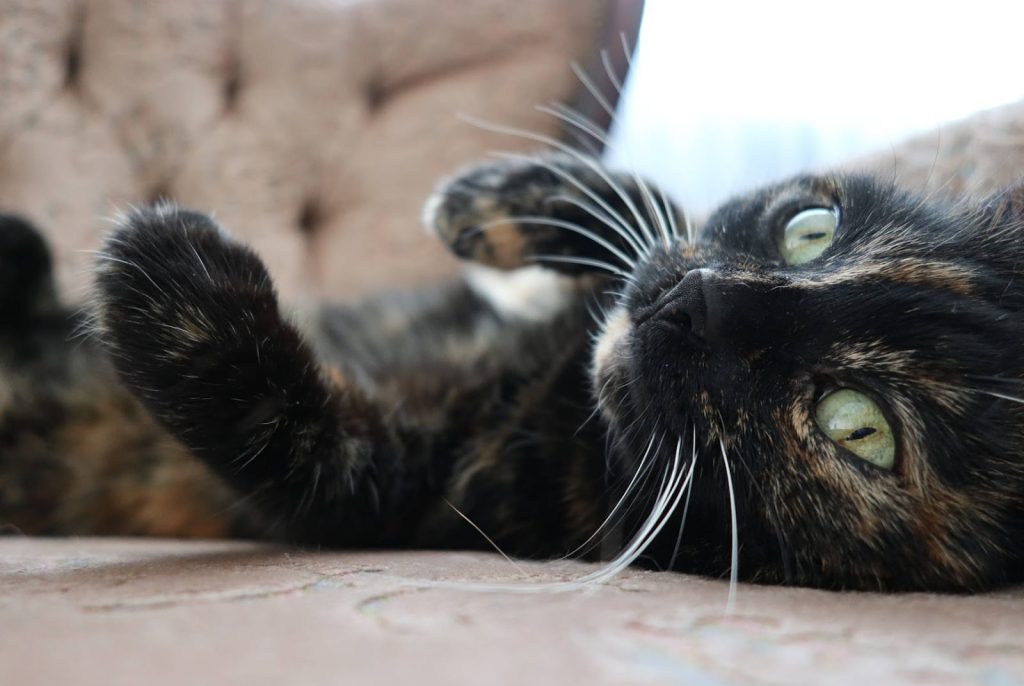 Les chats sont-ils heureux dans les bars à chats