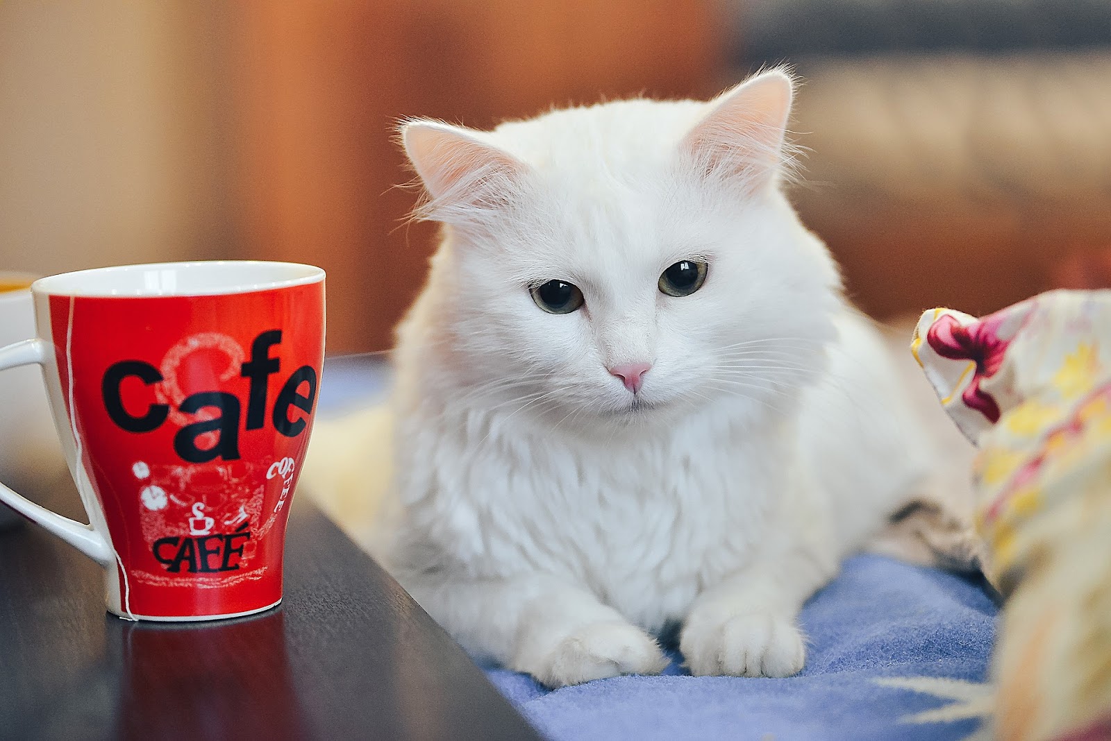 Les chats sont-ils heureux dans les bars à chats